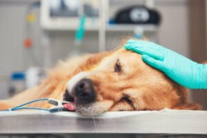 Cancer hos golden retrievers, ett växande problem
