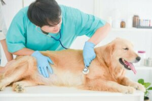 Golden retriever hos veterinär