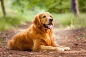 Golden retriever i skogen