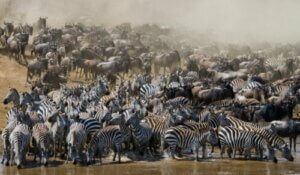 Allt om djur som migrerar