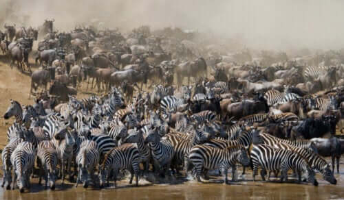 Allt om djur som migrerar