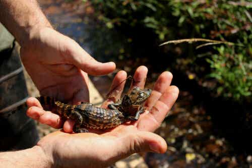 En person håller en bebiskajman i handen.
