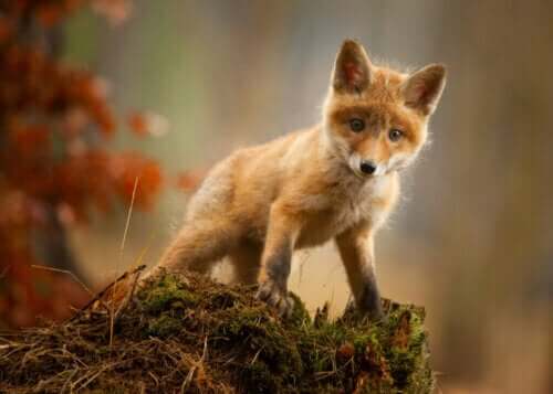 Den holocenska massdöden: det sjätte massutdöendet