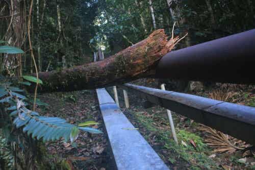 Förändringar i kattens livsmiljö är ett stort hot.