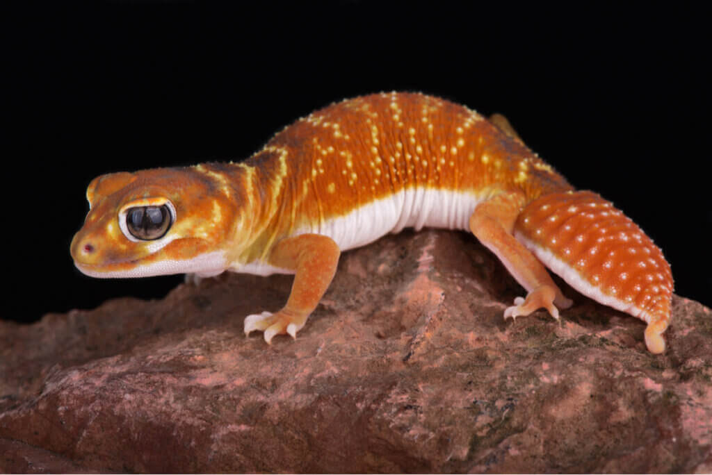 Nephrurus laevissimus: Hur du tar hand om denna ödla i fångenskap