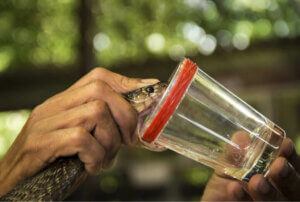 Upptäck kraften djurs gift har som medicin