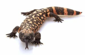 gift som medicin: ödla