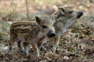 Uppfödning av vildsvin i fångenskap