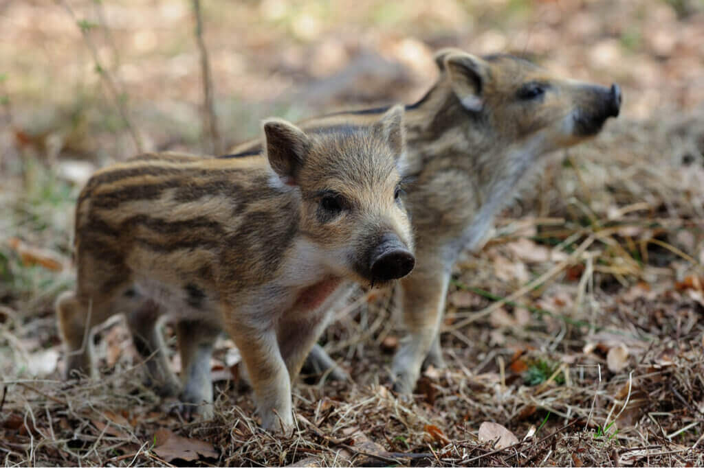 Uppfödning av vildsvin i fångenskap