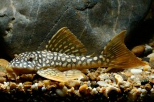 Håll ditt akvarium rent med naturliga akvariumrengörare