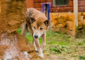 Nya Guineas sjungande hund gör runt ett hörn