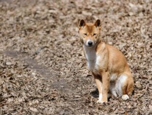 sittande Nya Guineas sjungande hund