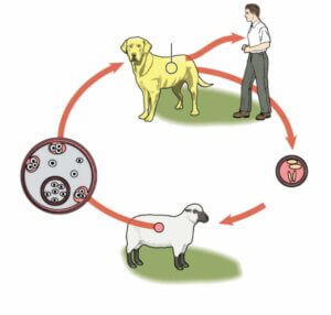 infektioner med echinokocker