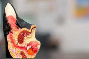 extern otit hos hundar i genomsnitt