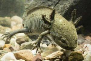 Hur kyler man vattnet i en axolotls akvarium?