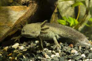 axolotls akvarium