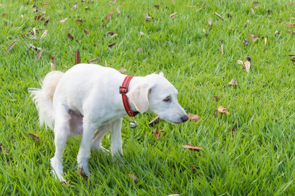 Vad ska du ge en hund med diarré att äta?