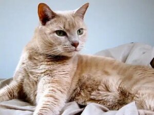 Kastrering och sterilisering av katter