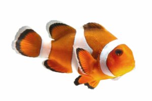 14 Utrotningshotade fiskar