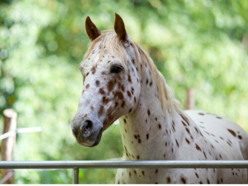 Appaloosa: ursprung och egenskaper