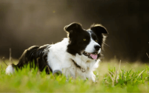 liggande border collie