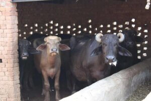 vattenbufflar som tamboskap