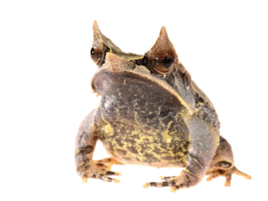 Den långnosade horngrodan liknar döda löv