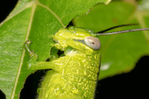 Vad äter gräshoppor?