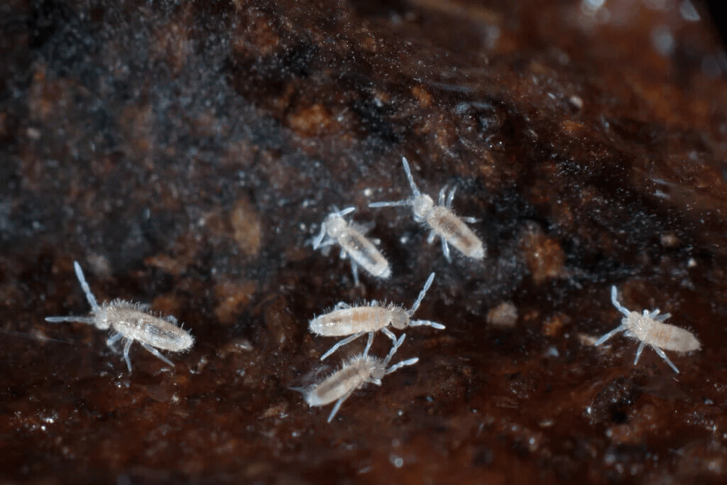 Hur hjälper hoppstjärtar till att hålla terrariet rent?