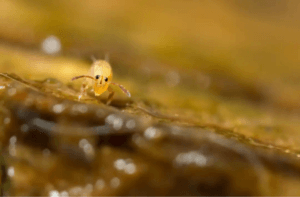 hoppstjärtar hjälper till att hålla terrariet rent