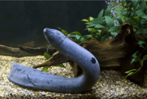 Lepidosiren paradoxa: En fisk med lungor