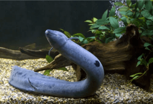 Lepidosiren paradoxa: En fisk med lungor