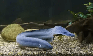 Lepidosiren paradoxa i akvarium