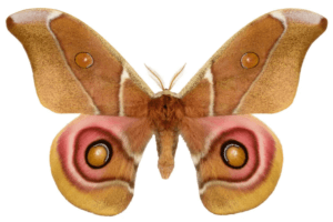 Allt om döva malar och akustiskt kamouflage