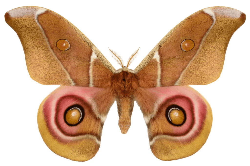 Allt om döva malar och akustiskt kamouflage