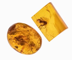 Helvetesmyror: utdöda men fortfarande skräckinjagande