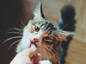 8 tips för att mata en katt beroende på ålder