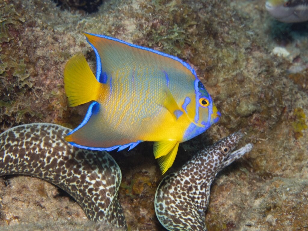 Holacanthus ciliaris: livsmiljö och egenskaper