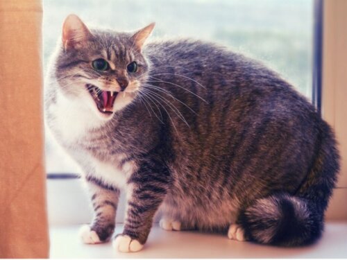 12 tecken på att din katt inte älskar dig