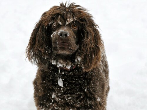 Boykin spaniel: rasinformation