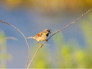 Finns det djur i Döda havet?