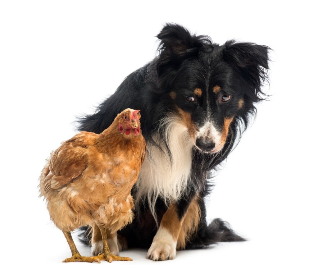 Varför attackerar min hund höns och hur kan jag förhindra det?
