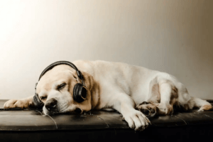 Kan musik få hundar att slappna av?