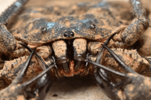 ansiktet på Amblypyger