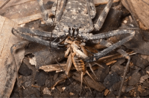 Amblypyger i det vilda