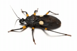 Skötsel av den vitfläckiga rovskinnbaggen i fångenskap