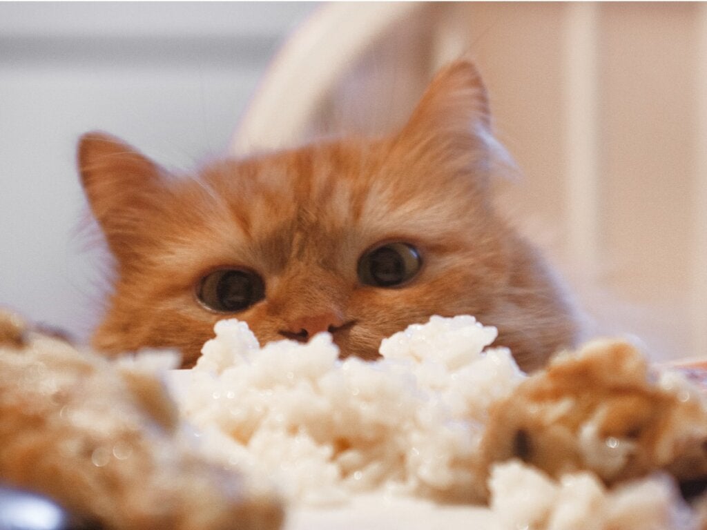 Kan katter äta ris?