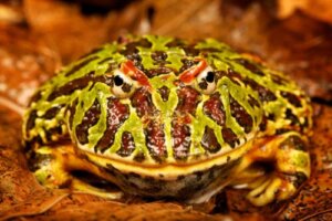 Att ha en horngroda som husdjur