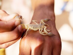 Mexiko: Ett av de länder med flest skorpionstick