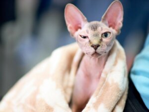 Hur man badar en sphynx eller nakenkatt